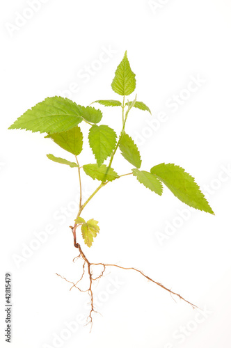 Photo: Raspberry bush Raspberry bush