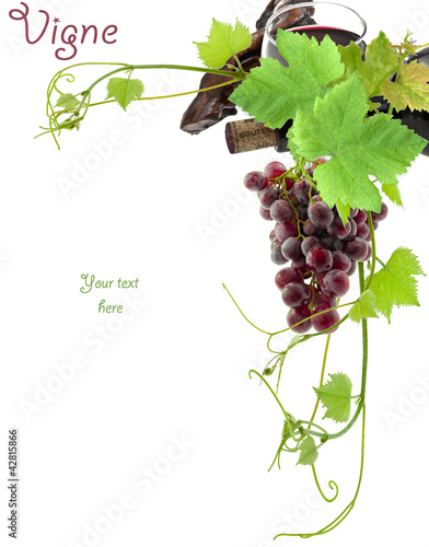 Photo: vigne, vin vigne, vin