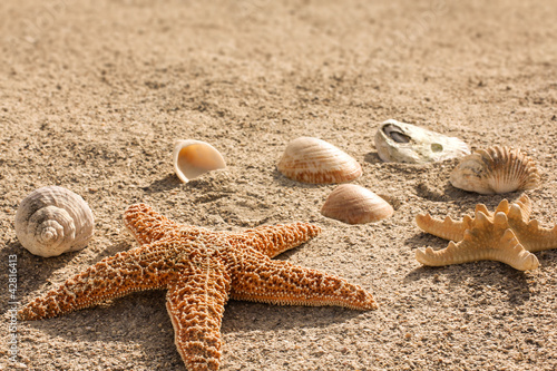 Photo: Sandstrand mit Seesternen und Muscheln Sandstrand mit Seesternen und Muscheln