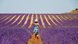 Photo: Provence - Enfant dans les lavandes Provence - Enfant dans les lavandes