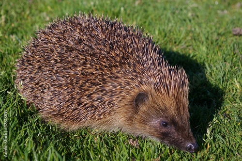Photo: Common hedgehog (Erinaceus europeaus) Common hedgehog (Erinaceus europeaus)