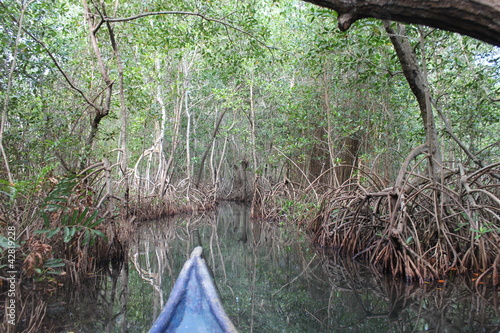 Photo: Canoa en selva Canoa en selva