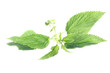 Nettle