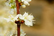Mirabellenblüten