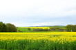 Foto: Rapsfeld im Hunsrück Rapsfeld im Hunsrück