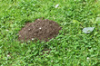 Foto: Maulwurfhügel, inkognito Maulwurfhügel, inkognito