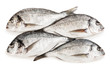 Gilthead fish food