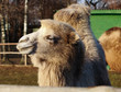 two-humped camel