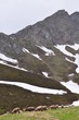 Troupeau de bouquetin