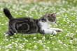 Katzenwelpe auf Jagd