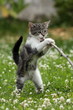 Katzenwelpe steht am Stock