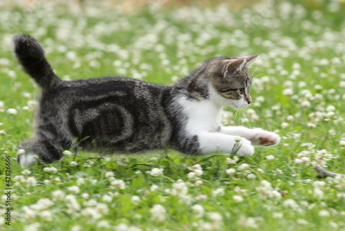 Photo: Katzenwelpe auf Jagd Katzenwelpe auf Jagd