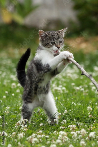 Photo: Katzenwelpe steht am Stock Katzenwelpe steht am Stock
