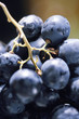 grappe de raisin