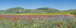Fioritura Castellucio Italia  2012