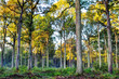 Foret domaniale de' Saint-Amand-les-Eaux