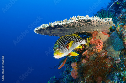 Photo: Sweetlips fish, Plectorhinchus orientalis Sweetlips fish, Plectorhinchus orientalis