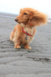 Foto: Beach dog Beach dog
