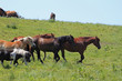 horse and field