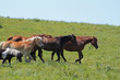 horse and field