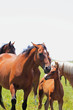 horse and field