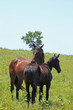 horse and field