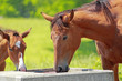 horse and field