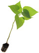 Photo: Ipomoea Batatas Cutout Ipomoea Batatas Cutout