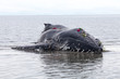 Juvenile Humpback whale washes ashore and died