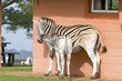 Photo: Mother and baby Zebra in front of house in Umfolozi Game Reserve, South Africa, established in 1897 Mother and baby Zebra in front of house in Umfolozi Game Reserve, South Africa, established in 1897