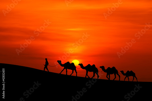Photo: camel caravan sillhouette with sunset camel caravan sillhouette with sunset