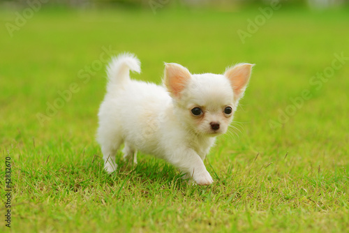 Photo: chiwawa white puppy on grass chiwawa white puppy on grass