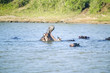 Photo: Hippo opening mouth in a sequence of shots in the Greater St. Lucia Wetland Park World Heritage Site, St. Lucia, South Africa Hippo opening mouth in a sequence of shots in the Greater St. Lucia Wetland Park World Heritage Site, St. Lucia, South Africa