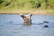 Photo: Hippo opening mouth in a sequence of shots in the Greater St. Lucia Wetland Park World Heritage Site, St. Lucia, South Africa Hippo opening mouth in a sequence of shots in the Greater St. Lucia Wetland Park World Heritage Site, St. Lucia, South Africa