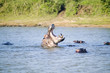 Photo: Hippo opening mouth in a sequence of shots in the Greater St. Lucia Wetland Park World Heritage Site, St. Lucia, South Africa Hippo opening mouth in a sequence of shots in the Greater St. Lucia Wetland Park World Heritage Site, St. Lucia, South Africa