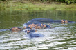 Photo: Group of hippos relaxing in water in the Greater St. Lucia Wetland Park World Heritage Site, St. Lucia, South Africa Group of hippos relaxing in water in the Greater St. Lucia Wetland Park World Heritage Site, St. Lucia, South Africa