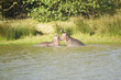 Photo: Hippos opening mouths in a sequence of shots in the Greater St. Lucia Wetland Park World Heritage Site, St. Lucia, South Africa Hippos opening mouths in a sequence of shots in the Greater St. Lucia Wetland Park World Heritage Site, St. Lucia, South Africa