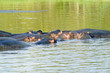 Photo: Group of hippos relaxing in water in the Greater St. Lucia Wetland Park World Heritage Site, St. Lucia, South Africa Group of hippos relaxing in water in the Greater St. Lucia Wetland Park World Heritage Site, St. Lucia, South Africa