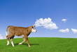 Brown and white calf