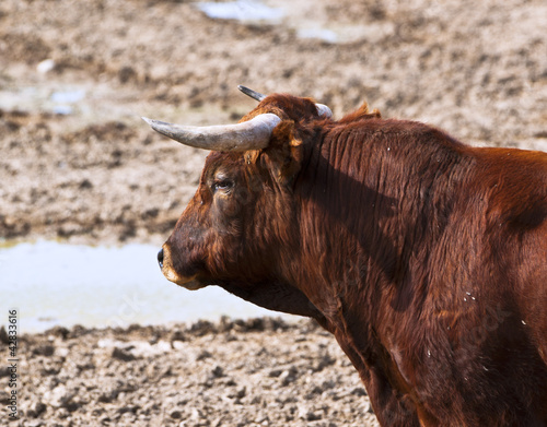 Photo: fighting bull resting in the field fighting bull resting in the field