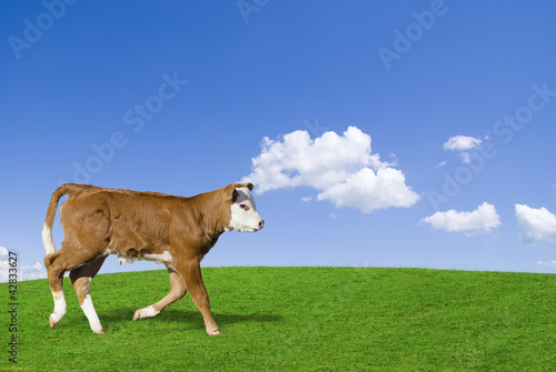 Foto: Brown and white calf Brown and white calf