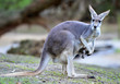 Australian western grey kangaroo with baby joey in pouch