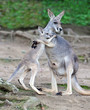 Foto: Australian western grey kangaroo embrace of baby joey Australian western grey kangaroo embrace of baby joey