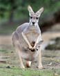Foto: Australian western grey kangaroo with baby joey in pouch Australian western grey kangaroo with baby joey in pouch