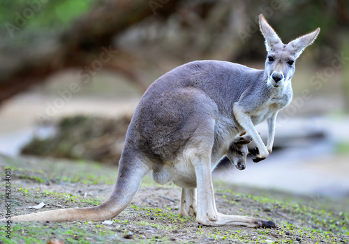Photo: Australian western grey kangaroo with baby joey in pouch Australian western grey kangaroo with baby joey in pouch