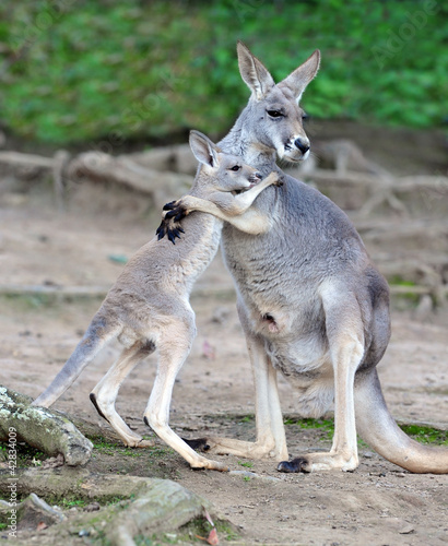 Photo: Australian western grey kangaroo embrace of baby joey Australian western grey kangaroo embrace of baby joey