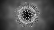 Video: Animation of the avian flu virus, H5N1. Perfect loop. Animation of the avian flu virus, H5N1. Perfect loop.