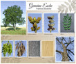 Gemeine Esche Collage