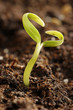 small plant