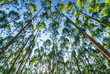 in the Eucalyptus forest